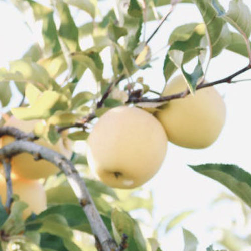 yellow apples on apple tree
